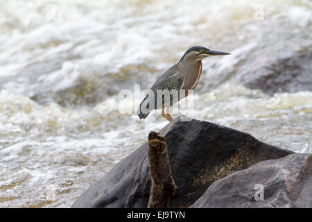 Gekerbten Heron Stockfoto