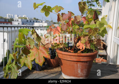 Weinrebe Stockfoto