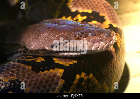 Asiatic retikuliert Python (Python Reticulatus, Broghammerus Reticulatus, Malayopython Reticulatus) Nahaufnahme des Kopfes Stockfoto