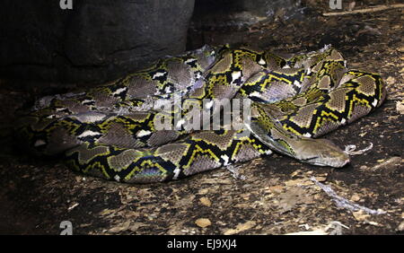 Asiatic retikuliert Python (Broghammerus Reticulatus, Malayopython Reticulatus, Python Reticulatus), alle aufgerollt, Stockfoto