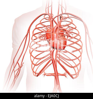 Menschlichen Kreislauf - medizinische illustration Stockfoto