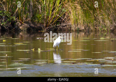 Snowy Egret (Egretta thula) Stockfoto