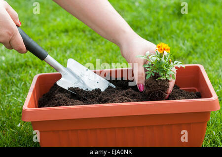 Frau eine Blume in einen Topf gepflanzt. Frau mit einem Garten Schaufel und eine Blume mit Root. Stockfoto