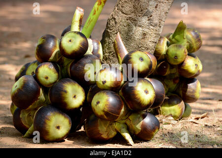 ASIEN KAMBODSCHA SIEM RIEP TONLE SAP Stockfoto