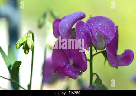 Orchidee blüht mit Wassertropfen Stockfoto