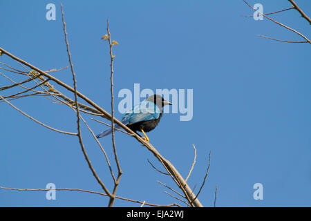 Yucatan Jay (cyanocorax yucatanicus) Stockfoto