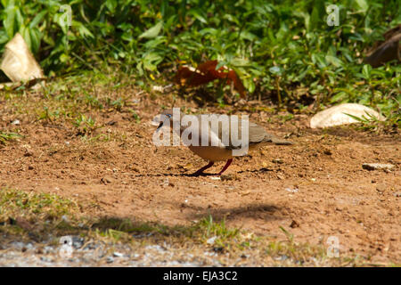 Grau-chested dove (leptotila cassinii) Stockfoto