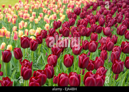 Bettwäsche von bunten Frühlingsblumen, bunte gebettet Frühling Blumen-Arrangement mit Burgund rote Tulpen (Tulipa) Stockfoto