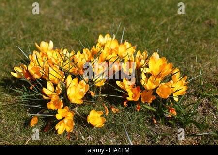 Krokusse blühen in Oldham, Lancashire UK Stockfoto