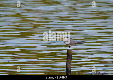 Royal tern (thalasseus maximus) Stockfoto