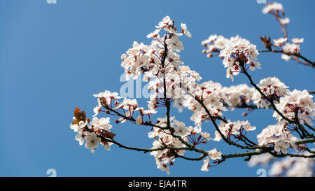 Kirschblüte vor blauem Himmel, ein sicheres Zeichen des Frühlings. Stockfoto