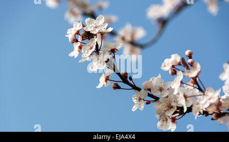 Kirschblüte vor blauem Himmel, ein sicheres Zeichen des Frühlings. Stockfoto