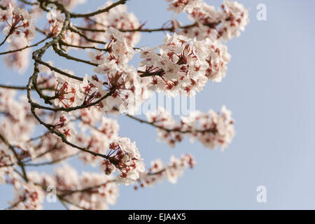 Kirschblüte vor blauem Himmel, ein sicheres Zeichen des Frühlings. Stockfoto