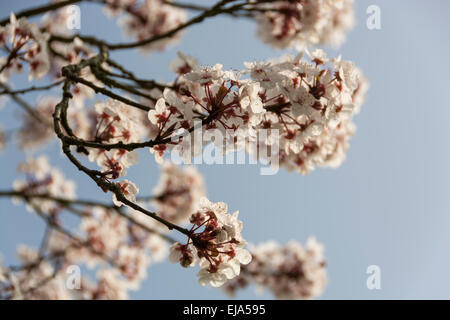 Kirschblüte vor blauem Himmel, ein sicheres Zeichen des Frühlings. Stockfoto