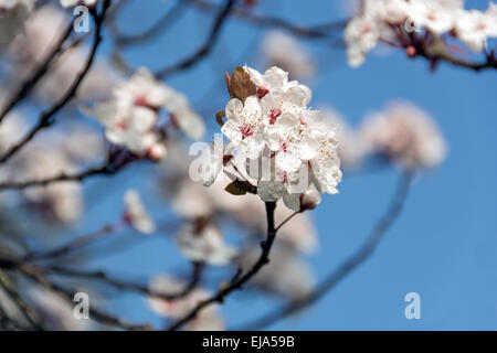 Kirschblüte vor blauem Himmel, ein sicheres Zeichen des Frühlings. Stockfoto