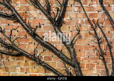 Espaliered oder abgesperrten Obstbäume, zeigen die ersten Frühjahr Knospen gegen einen roten Backsteinmauer. Stockfoto