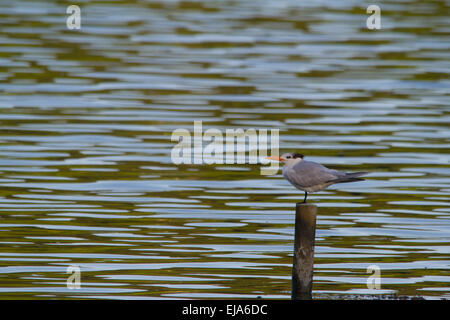 Royal tern (thalasseus maximus) Stockfoto