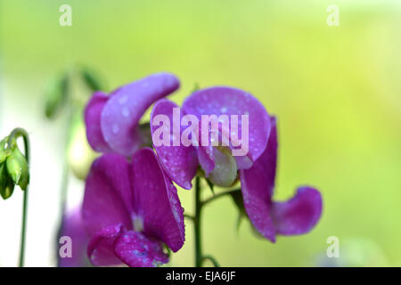 Nahaufnahme von rosa Blume mit Wasser Tropfen Stockfoto