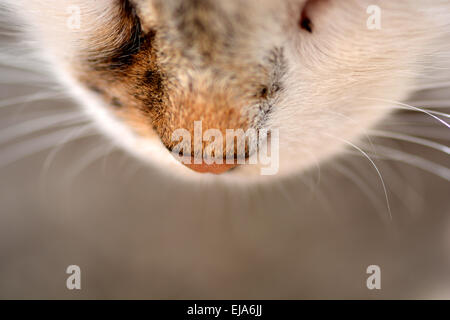 Katze-Nase hautnah Stockfoto