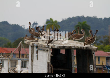 Braune Pelikane (pelecanus occidentalis) ruht auf einem Dach Stockfoto