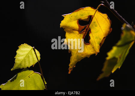 Birke Blätter im Herbst Stockfoto