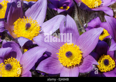 Lila Pasque flower Close up, Pulsatilla grandis vulgaris Stockfoto