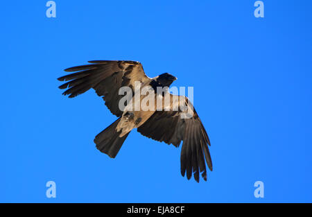 Krähe mit Kapuze fliegt darüber Stockfoto