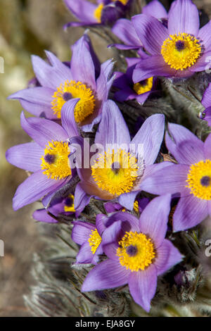 Pasque flower, Pulsatilla grandis vulgaris Stockfoto