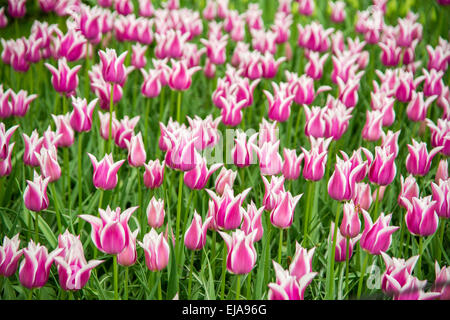 Bettwäsche von bunten Frühlingsblumen, bunte gebettet Frühling Blumen-Arrangement mit rosa und weißen Tulpen (Tulipa) Stockfoto