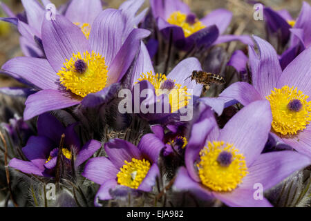 Pasque Blume, Pulsatilla vulgaris Biene fliegen Stockfoto