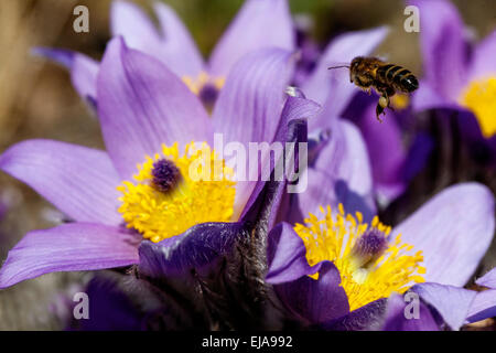 Pasque Blume, Pulsatilla vulgaris Biene fliegen Stockfoto