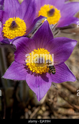 Pasque Blume, Pulsatilla vulgaris Biene fliegende Pollen Stockfoto