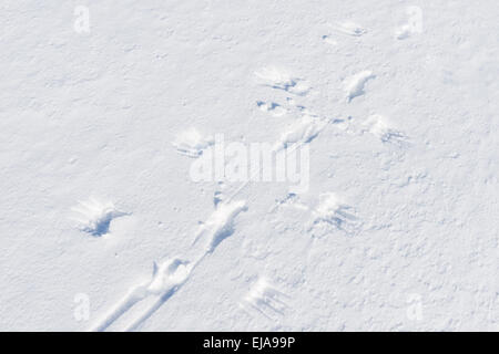 Alpenschneehuhn Spuren im Schnee, Lappland, Schweden Stockfoto