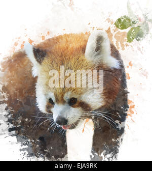 Aquarell Bild von Roter Panda Stockfoto