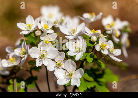 Falsche Rue Anemone Isopyrum thalictroides Weiße Blumen Waldpflanze Stockfoto