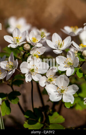 Falsche Rue Anemone Isopyrum thalictroides Stockfoto