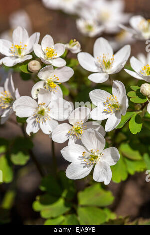 Falsche Rue Anemone Isopyrum thalictroides Stockfoto