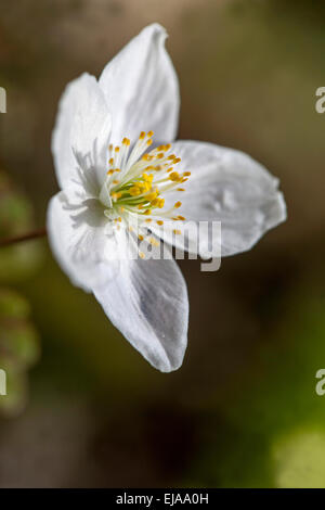 Falsche Blüte der Anemone Isopyrum thalictroides Stockfoto
