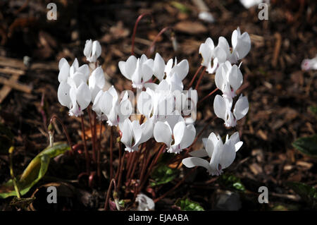 Weißen Efeu-leaved persische violett Stockfoto