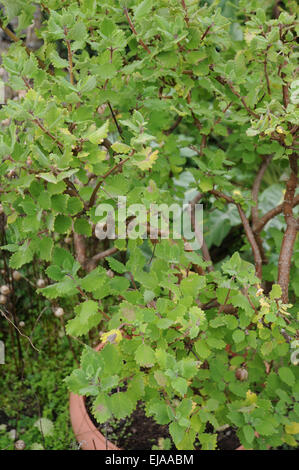 Moschus-Busch Stockfoto