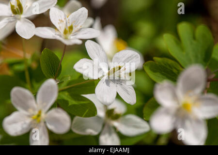 Falsche Rue Anemone Isopyrum thalictroides Stockfoto