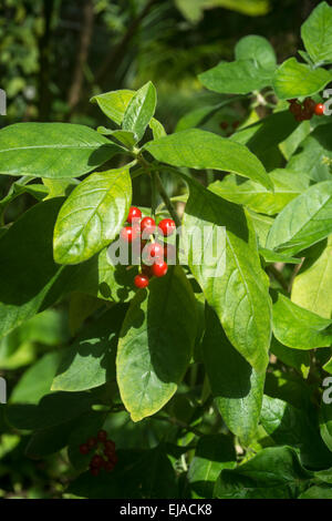 Kaffeepflanze (Coffea) mit roten Früchten im Botanischen Garten in Amsterdam Stockfoto