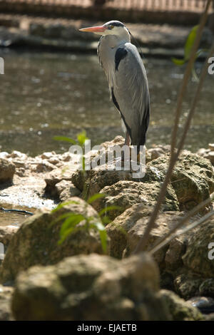 Graureiher Ardea Cinerea, einziger Vogel direkt am Wasser, Spanien Stockfoto