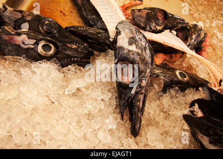 Köpfe der schwarzen Degenfisch Verlegung auf Eis am Fischmarkt Funchal Madeira Portugal Stockfoto