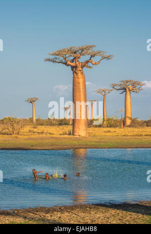 Allee der Baobabs, Madagaskar Stockfoto