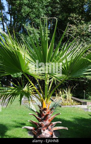 Wüste-fan Stockfoto