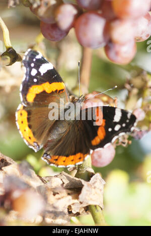 Red Admiral auf Trauben Stockfoto