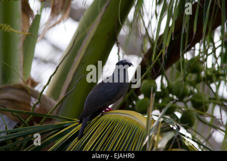 Weiß - gekrönte Taube (patagioenas leucocephala) Stockfoto