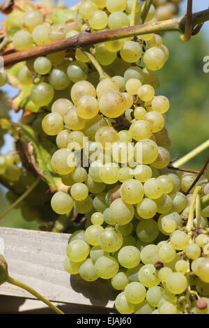 Weinrebe Stockfoto