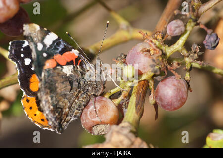 Red Admiral auf Trauben Stockfoto